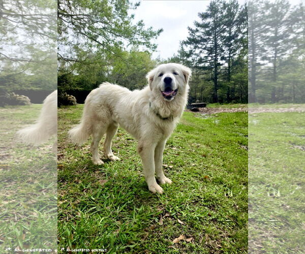 Medium Photo #7 Great Pyrenees Puppy For Sale in Spring, TX, USA