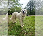 Small #7 Great Pyrenees