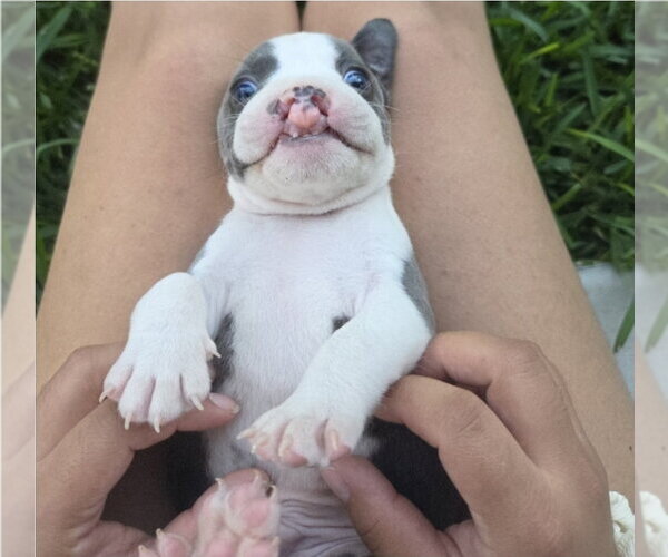 Medium Photo #2 Mutt Puppy For Sale in Lakewood, CO, USA