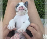 Small #1 Mutt