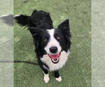 Small Border Collie Mix