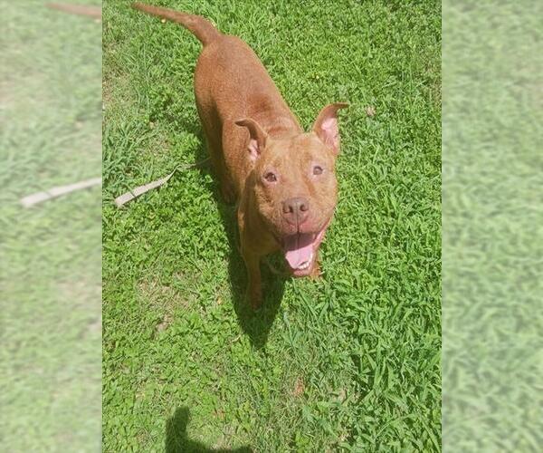 Medium Photo #3 American Pit Bull Terrier Puppy For Sale in Ocala, FL, USA