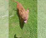 Small #2 American Pit Bull Terrier