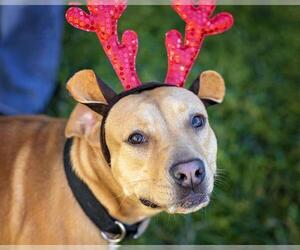 Medium American Pit Bull Terrier