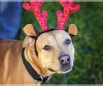 Small American Pit Bull Terrier