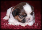 Small Photo #12 Shih Tzu Puppy For Sale in COPPOCK, IA, USA
