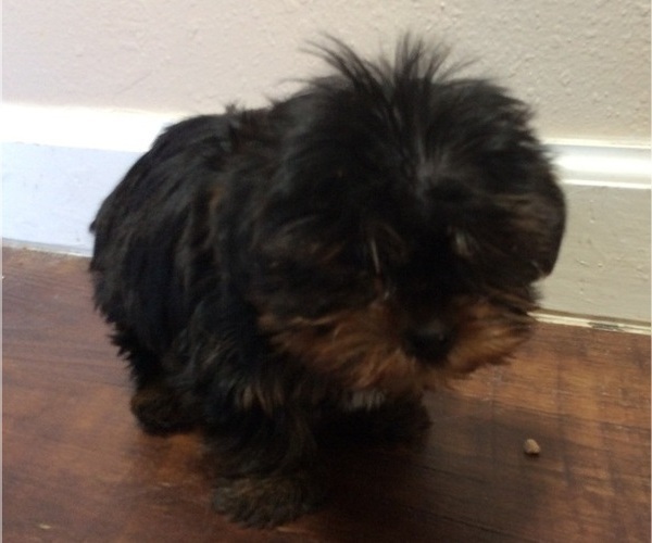 Medium Photo #1 Yorkshire Terrier Puppy For Sale in SANTA FE, NM, USA