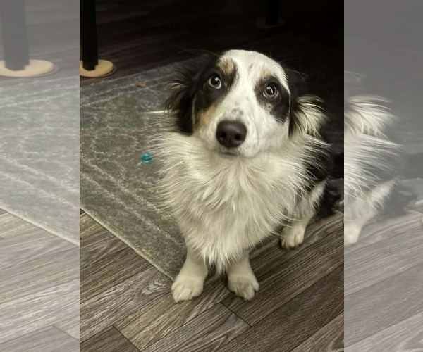 Medium Photo #3 Border Collie-Dachshund Mix Puppy For Sale in Valrico, FL, USA