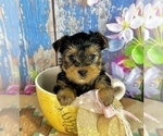 Small #2 Yorkshire Terrier