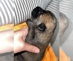 Small Photo #177 Belgian Malinois Puppy For Sale in REESEVILLE, WI, USA