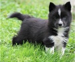 Small Photo #3 Pomsky Puppy For Sale in FREDERICKSBG, OH, USA