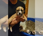 Small Photo #5 American Bulldog Puppy For Sale in DAVENPORT, IA, USA