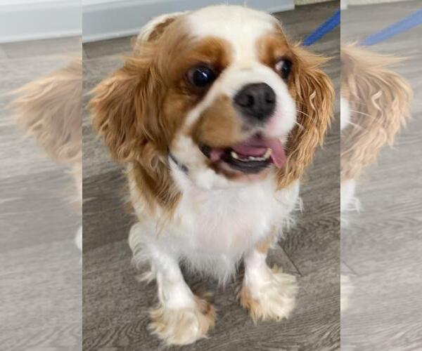 Medium Photo #4 Cavalier King Charles Spaniel Puppy For Sale in Westminster, MD, USA
