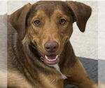 Small #1 Retriever  Mix