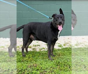 Labrador Retriever-Unknown Mix Dogs for adoption in Naples, FL, USA