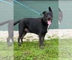 Small Labrador Retriever Mix