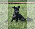 Small #4 Chihuahua Mix