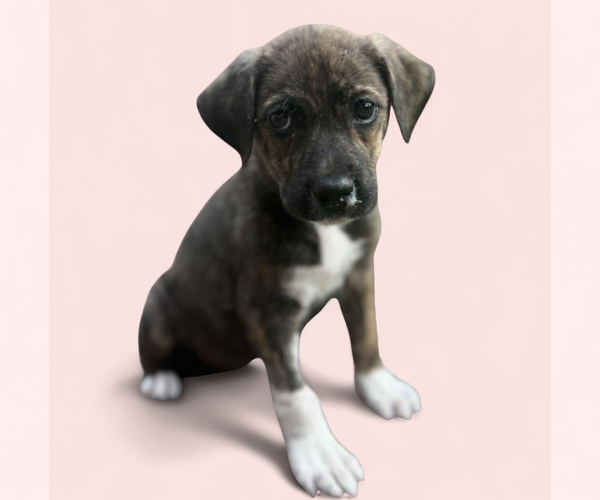 Medium Photo #4 Mutt Puppy For Sale in Rockville, MD, USA