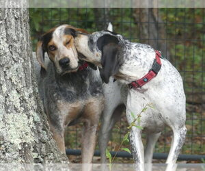 Hooch - Sponsored! - Male Bluetick Coonhound-Unknown Mix Dog for Adoption - Photo #3