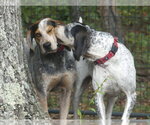 Small Photo #3 Bluetick Coonhound-Unknown Mix Puppy For Sale in Monterey, VA, USA