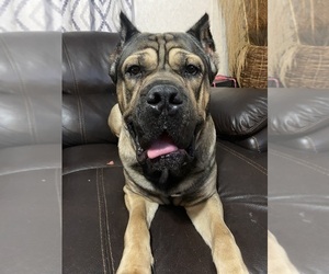 Father of the Cane Corso puppies born on 09/11/2025