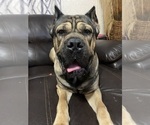 Small Photo #1 Cane Corso Puppy For Sale in AMITY, AR, USA