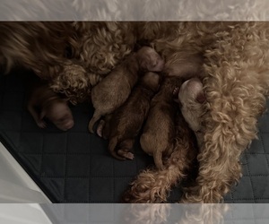 Cocker Spaniel-Poodle (Miniature) Mix Litter for sale in PAINTSVILLE, KY, USA