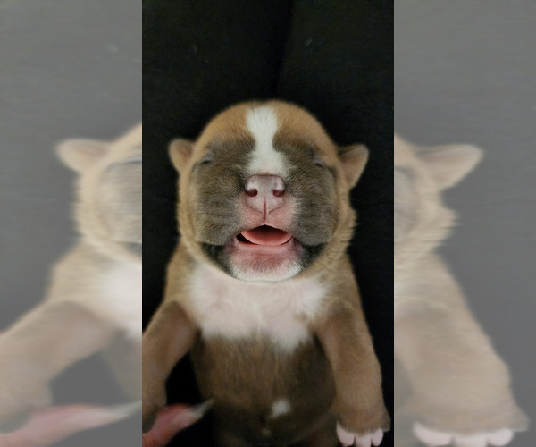 Medium Photo #11 American Bully Puppy For Sale in PHOENIX, AZ, USA