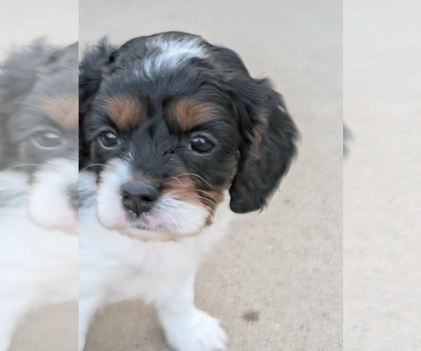 Medium Photo #13 Cavapoo (Miniature) Puppy For Sale in SAINT FRANCIS, MN, USA