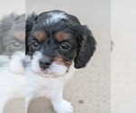 Small Photo #13 Cavapoo (Miniature) Puppy For Sale in SAINT FRANCIS, MN, USA