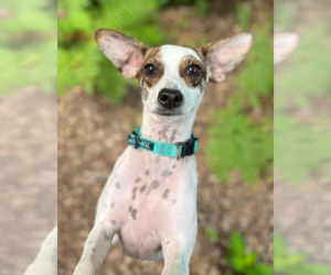 Jack Chi Dogs for adoption in Cranston, RI, USA