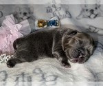 Small Photo #55 French Bulldog Puppy For Sale in MIMS, FL, USA