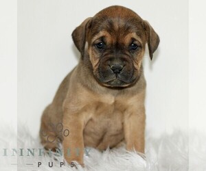 Boxador Puppy for sale in NEW HOLLAND, PA, USA