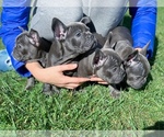 Small Photo #9 French Bulldog Puppy For Sale in BRIDGEWATER, NJ, USA