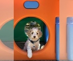 Small #7 Cavapoo
