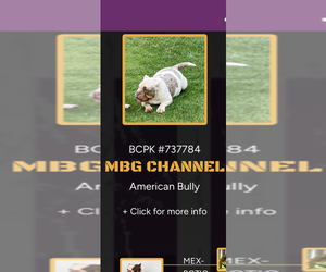 Mother of the American Bully puppies born on 04/30/2025