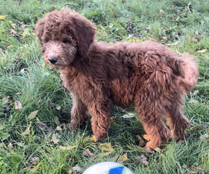 Goldendoodle Litter for sale in EDWARDSBURG, MI, USA