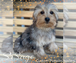 Small Photo #2 YorkiePoo Puppy For Sale in GEORGETOWN, TX, USA