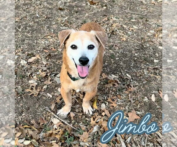 Medium Photo #6 Dachshund-Unknown Mix Puppy For Sale in San Antonio, TX, USA