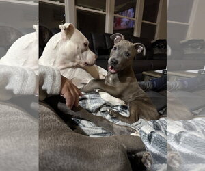 Athena the Pittie - Female American Pit Bull Terrier-Unknown Mix Dog for Adoption - Photo #16