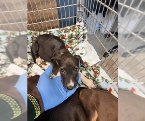 American Pit Bull Terrier-Unknown Mix Dogs for adoption in Tallahassee, FL, USA