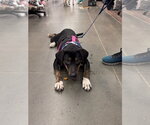 Small Photo #4 Rottweiler Puppy For Sale in Southbury, CT, USA