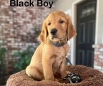 Puppy Black Collar Golden Retriever