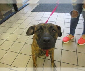 Labrador Retriever Dogs for adoption in Ocala, FL, USA