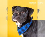 Small #4 American Pit Bull Terrier Mix