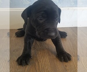 Labrador Retriever-Rhodesian Ridgeback Mix Puppy for sale in CATO, NY, USA