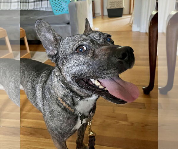 Medium Photo #3 French Bulldog-Unknown Mix Puppy For Sale in Dana Point, CA, USA