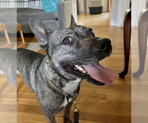 Heidi - Female French Bulldog-Unknown Mix Dog for Adoption - Photo #3