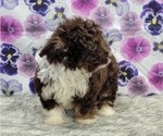 Small Photo #6 Aussiedoodle Miniature  Puppy For Sale in BLAKESBURG, IA, USA