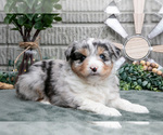 Puppy Lucy Miniature Australian Shepherd
